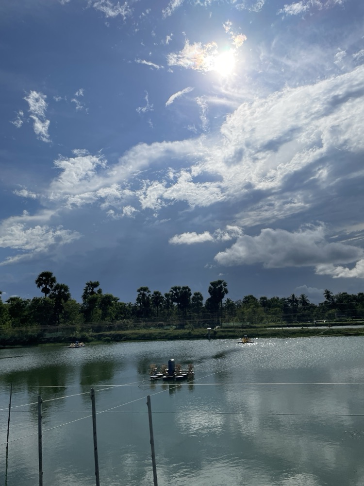 Palms along the far bund with an aerator boat on the water
