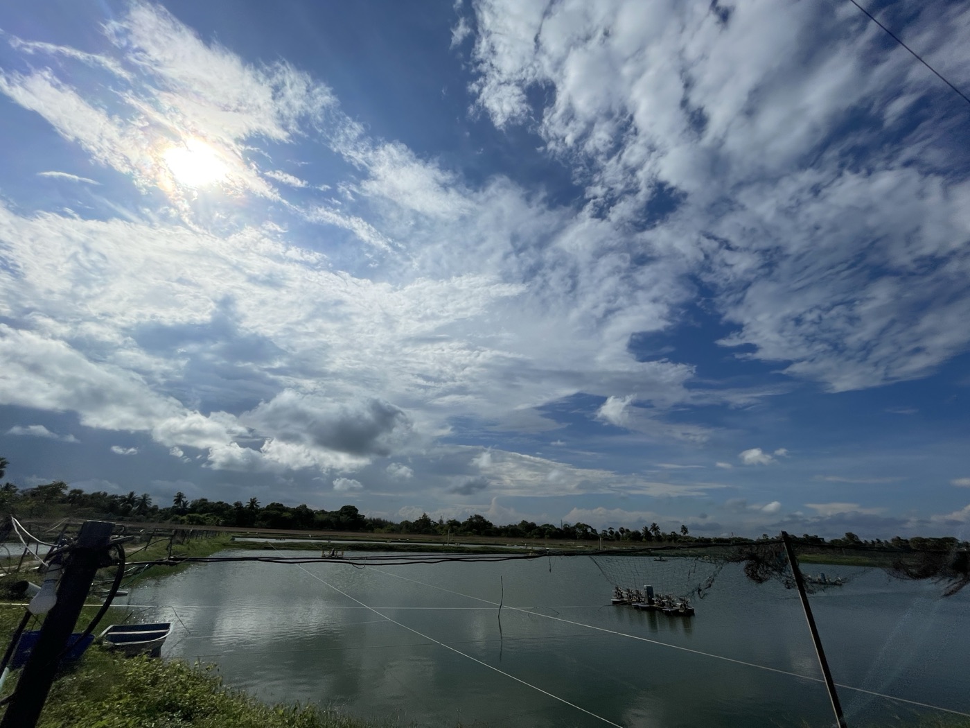Wide view across the grow-out ponds toward the tree line