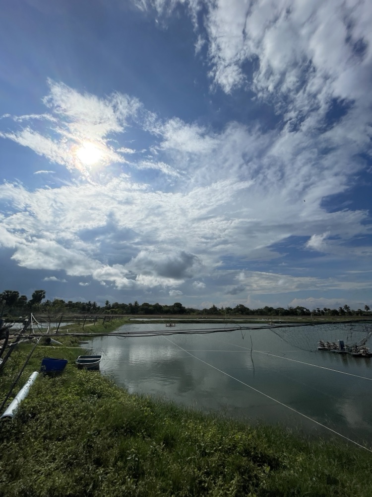 Afternoon sky over the ponds